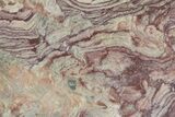 Polished Neoproterozoic Stromatolite (Conophyton) Slab #365844-1
